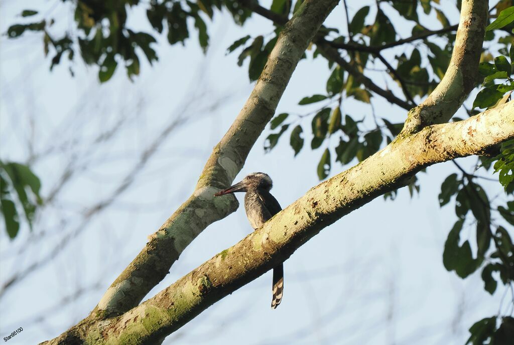 Black Dwarf Hornbilladult breeding, Reproduction-nesting