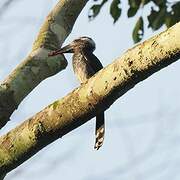 Black Dwarf Hornbill