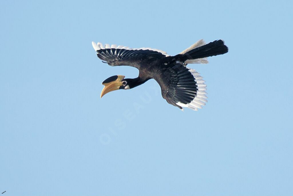 Malabar Pied Hornbilladult, Flight