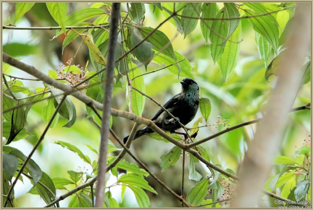 Black-capped Tanager male adult