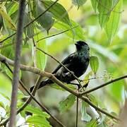 Black-capped Tanager