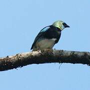 Golden-hooded Tanager