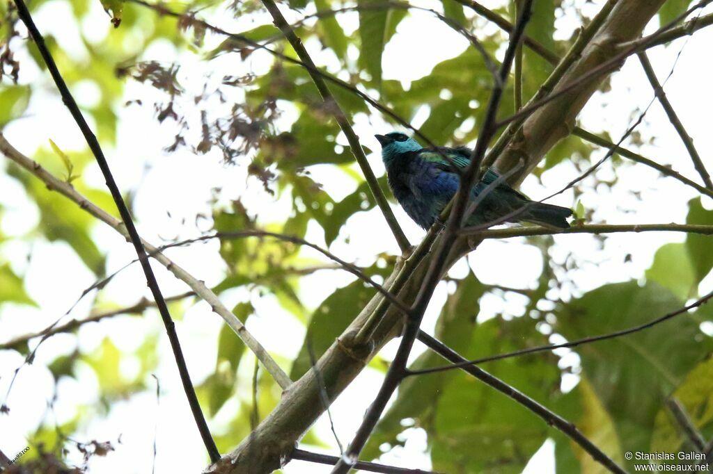 Calliste à cou bleu mâle adulte nuptial