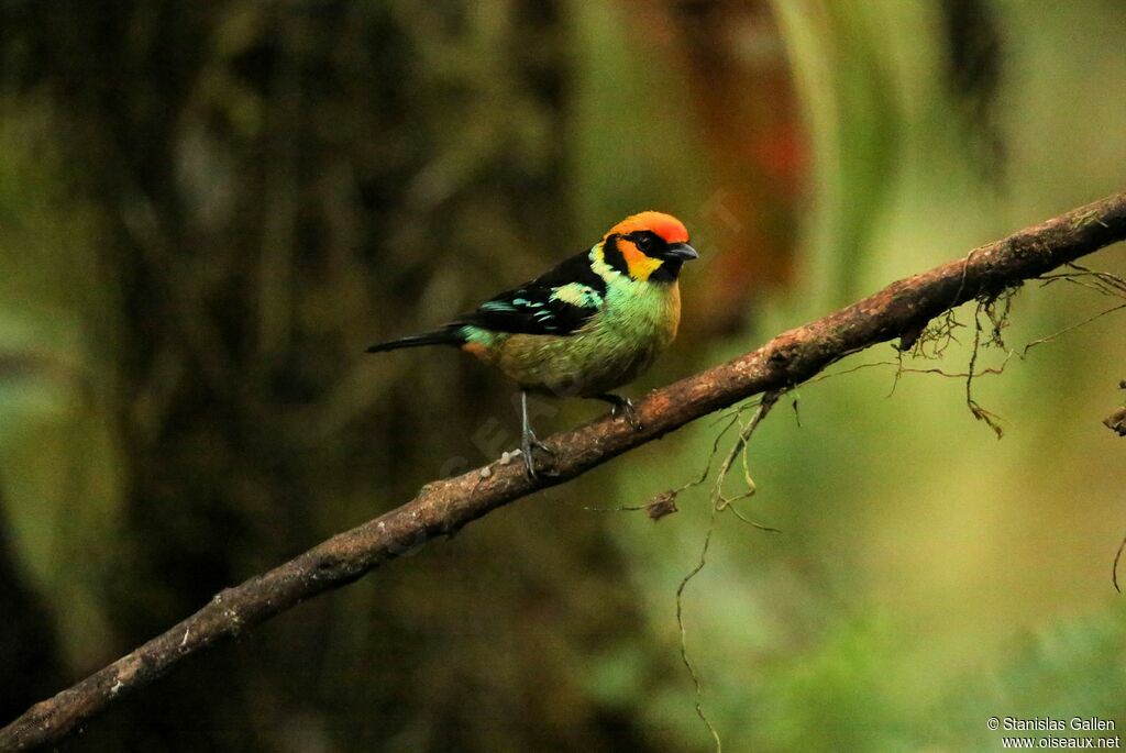 Flame-faced Tanager male adult