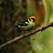 Flame-faced Tanager