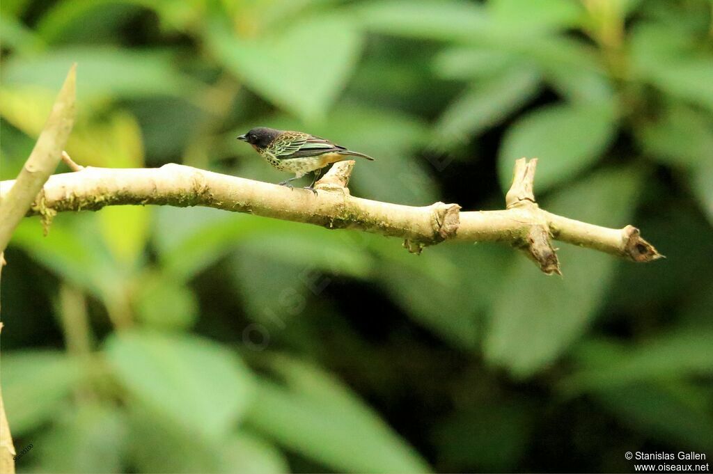 Rufous-throated Tanager male adult, eats