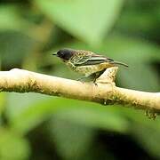 Rufous-throated Tanager