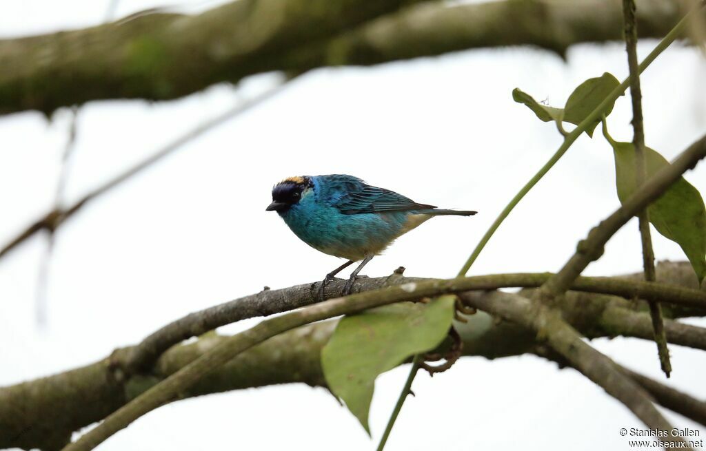 Golden-naped Tanageradult breeding