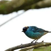 Golden-naped Tanager