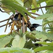 Opal-crowned Tanager