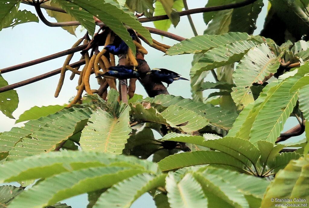 Opal-crowned Tanageradult, eats