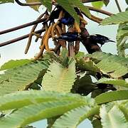 Opal-crowned Tanager