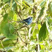 Beryl-spangled Tanager