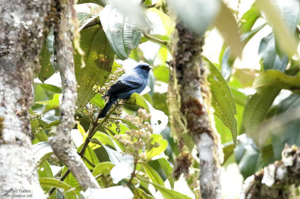 Calliste bleu et noiradulte nuptial, habitat