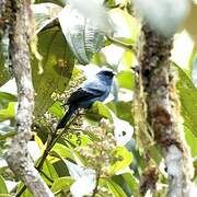 Blue-and-black Tanager