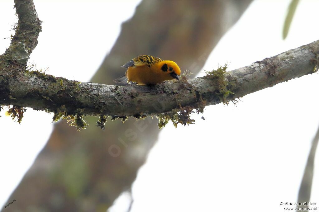 Golden Tanager male adult