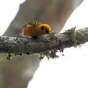 Golden Tanager