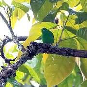 Glistening-green Tanager