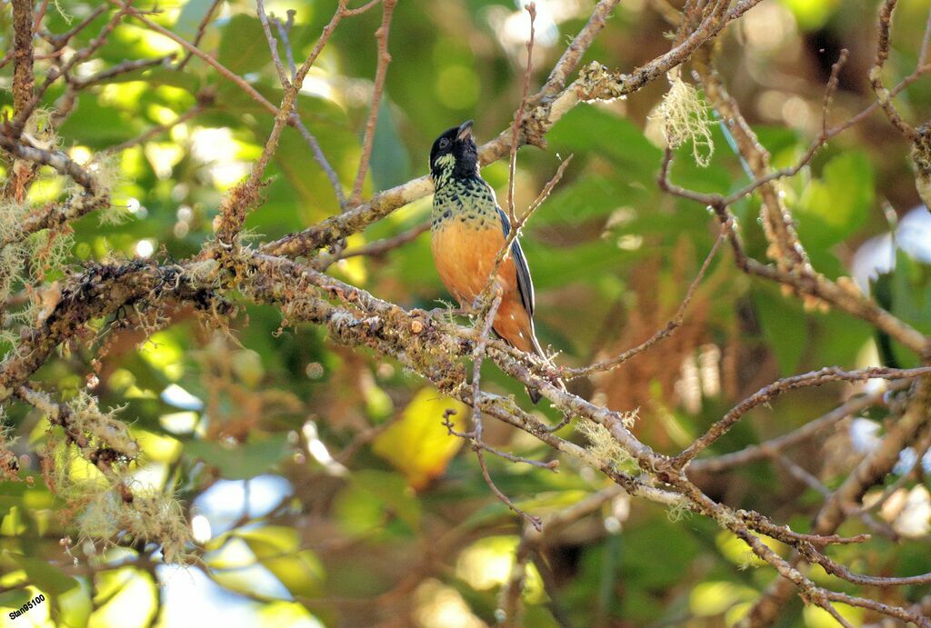 Spangle-cheeked Tanager male adult