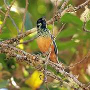 Spangle-cheeked Tanager