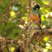 Spangle-cheeked Tanager