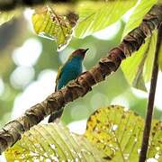 Bay-headed Tanager