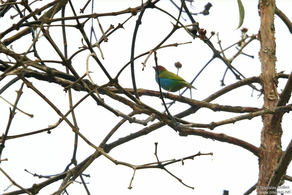 Bay-headed Tanager male adult breeding