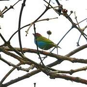 Bay-headed Tanager