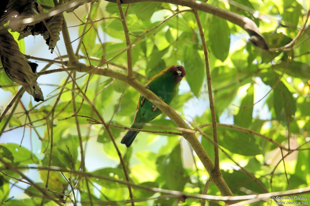 Bay-headed Tanager male adult breeding