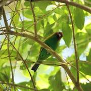 Bay-headed Tanager