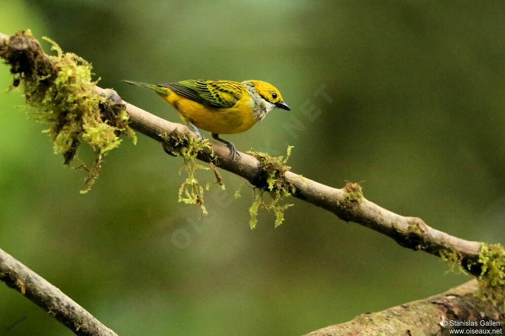 Silver-throated Tanageradult