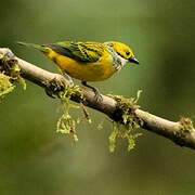 Silver-throated Tanager