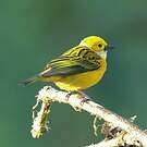Calliste safran