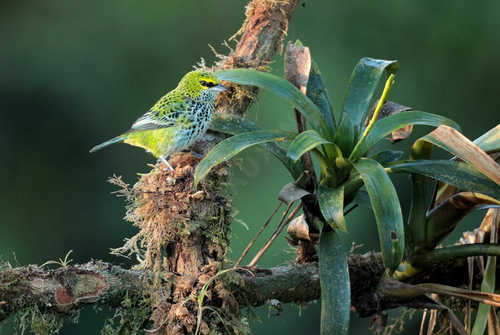 Speckled Tanager male adult breeding