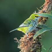 Speckled Tanager