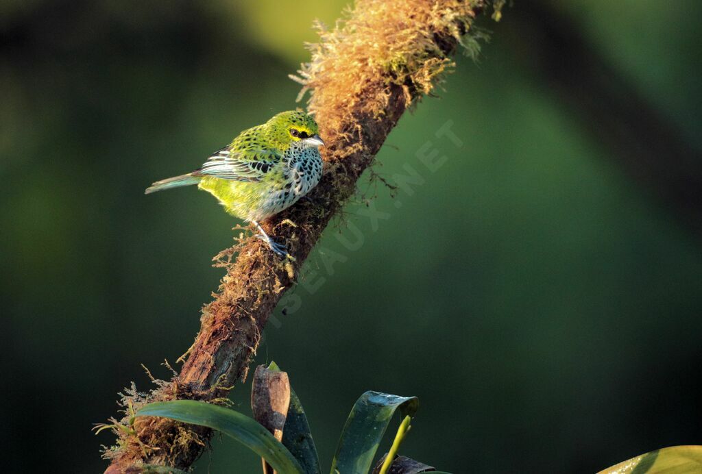 Speckled Tanager male adult breeding, close-up portrait