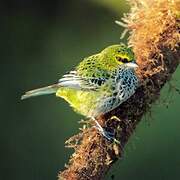 Speckled Tanager