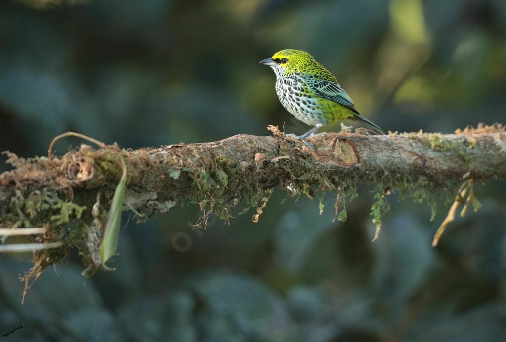 Speckled Tanager male adult