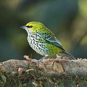 Speckled Tanager