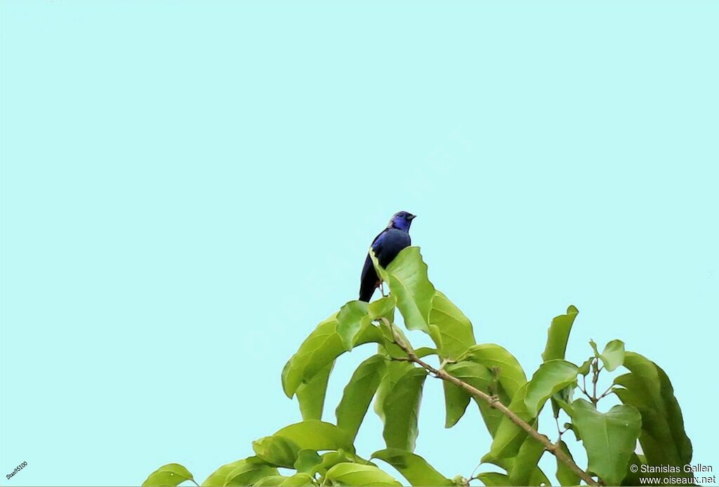 Opal-rumped Tanager male adult