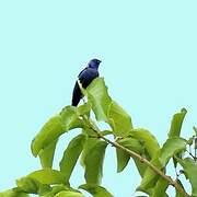 Opal-rumped Tanager