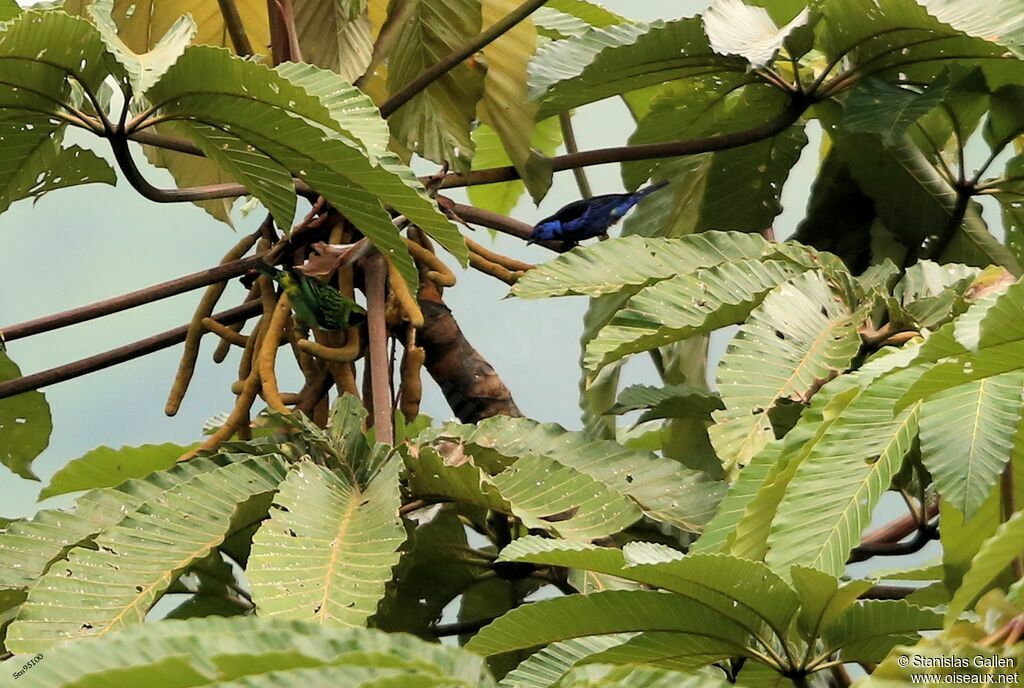 Opal-rumped Tanageradult