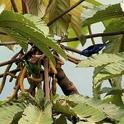 Opal-rumped Tanager