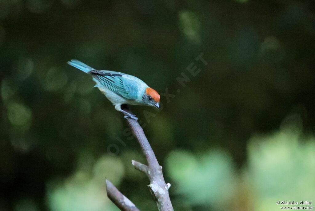 Scrub Tanager male adult breeding