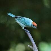 Scrub Tanager