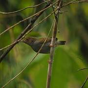 Olive-green Camaroptera