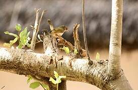 Green-backed Camaroptera