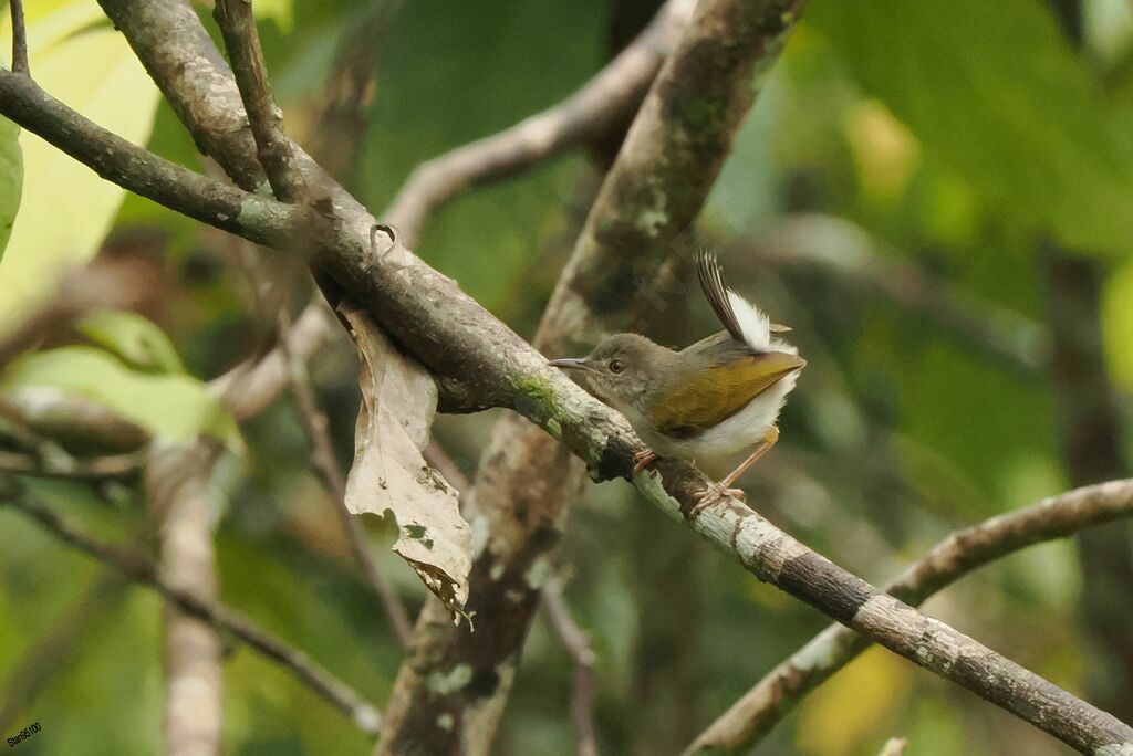 Green-backed Camaroptera male adult breeding, courting display