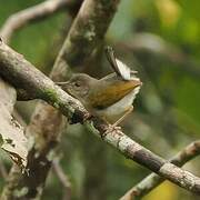 Green-backed Camaroptera