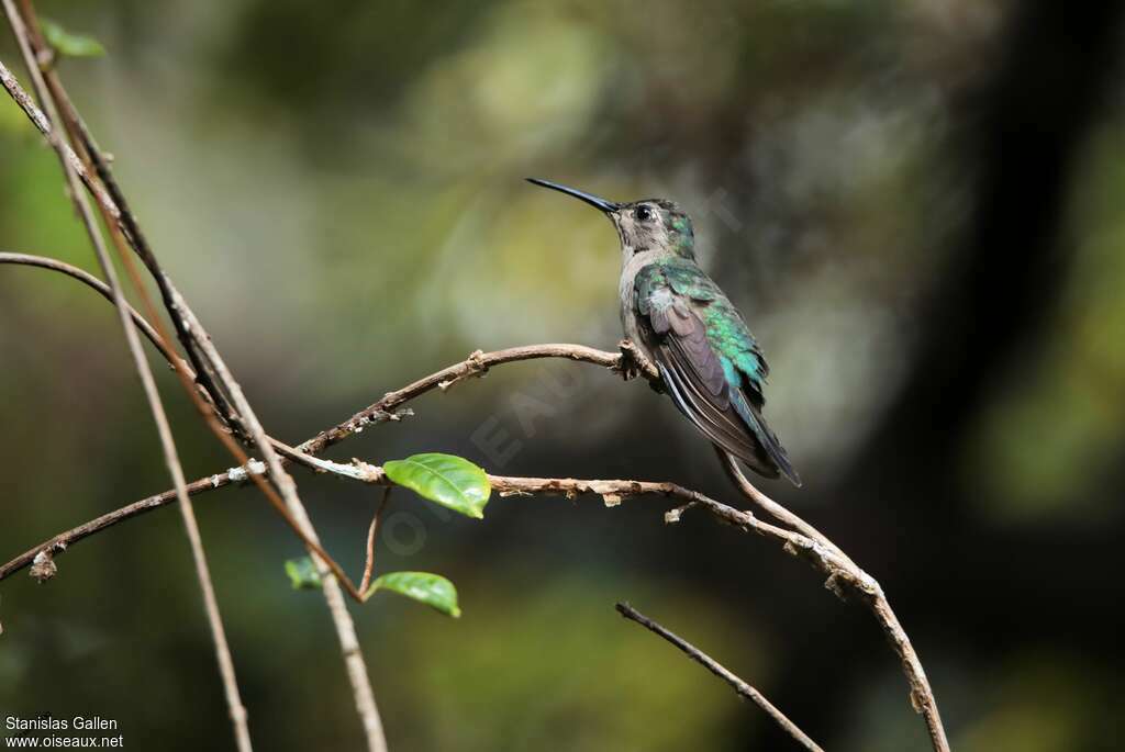 Wedge-tailed Sabrewingadult, identification